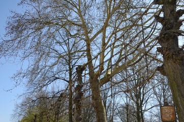 Net of branches tree