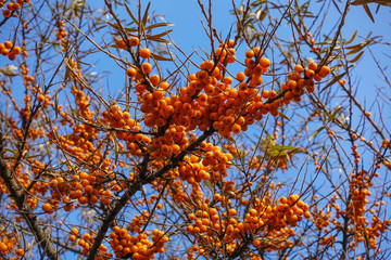 Hippophae. A branch with sea-buckthorn berries against the blue sky