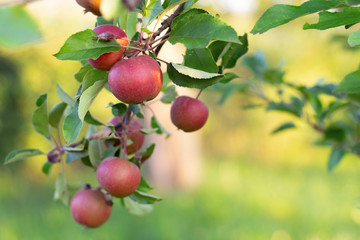 Fresh red apples on tree