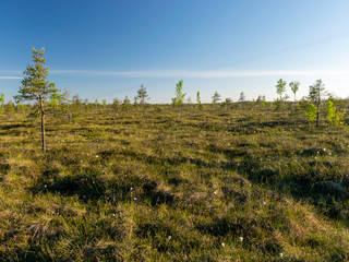 Fototapeta premium blurred background of bog plants