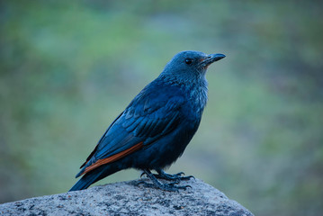 A Red-winged Starling (Onychognathus morio)