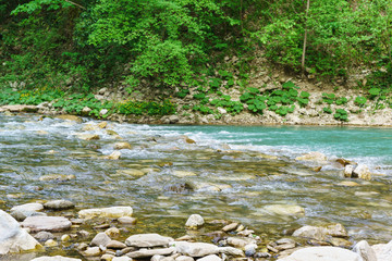 The pure water of the mountain river Khosta flows over the stones in the yew-Box grove. Gorge of...