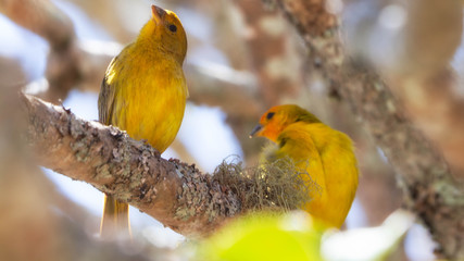 Canaries
