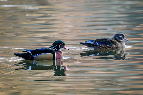 Wood Ducks On A Pond At Cannon Hill Park