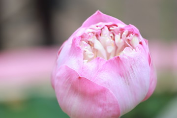 Soft focus pink lotus flower