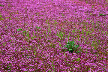 Obraz premium field of purple flowers