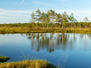 spring landscape in the swamp.  small swamp lakes, moss and swamp pines, calm swamp water and beautiful glare