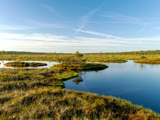 spring landscape in the swamp.  small swamp lakes, mosses and swamp pines.  small island of swamp water and beautiful reflections