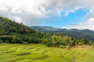 rice terraces in thailand
