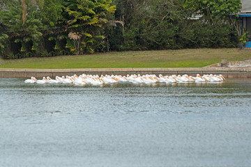 A large group of White Pelicans foraging on a Florida lake.