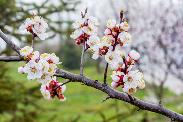 Apricot branch with flowers on a background of trees in spring forest_
