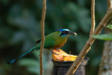 Wilds of Brazil: The Amazonian motmot (Momotus momota), a colourful near-passerine bird found in the Amazonian forests, perching  on feeder bird.