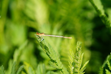 dragonfly on a blade of grass