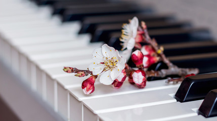 Apricot branch with flowers on piano keys, spring tunes_ © Volodymyr