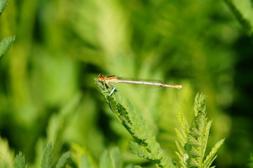 dragonfly on a leaf