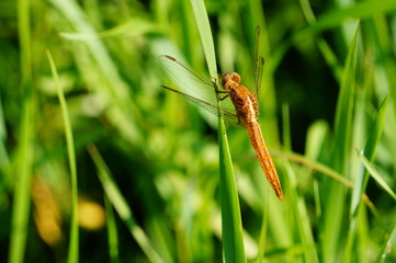 dragonfly on grass