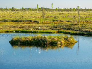 spring landscape in the swamp.  small swamp lakes, mosses and swamp pines.  small island of swamp water and beautiful reflections