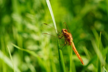 dragonfly on a leaf