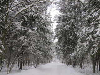 winter landscape. high snow covered fir trees in the forest and a straight path covered with snow