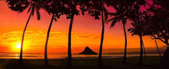 Fototapeten sunset in Oahu with palm trees © jdross75