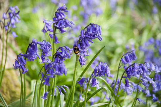 English Bluebell With Bee, Hyacinthoides Non Scripta