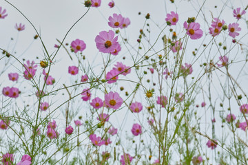Fototapeta na wymiar landscape flowers in color pink