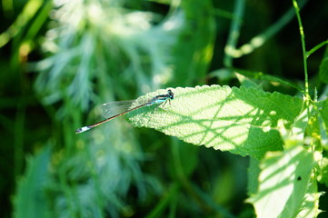 dragonfly on blade of grass