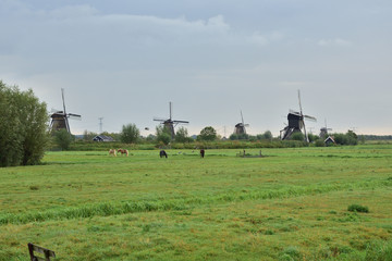 Wiatraki na polderach Holandii w Kinderdijk © W Korczewski