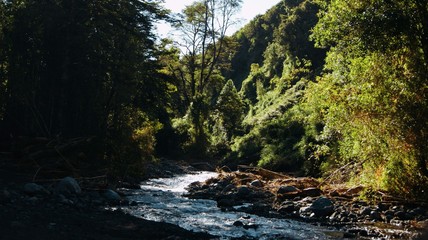 Obraz premium river in the forest