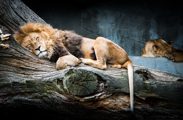 Sleeping African lion family relaxing on a tree with beautiful background stone full of shades and...