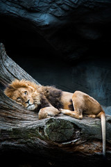 relaxing lion
