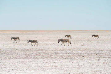 Fototapeta na wymiar five zebras at Etosha
