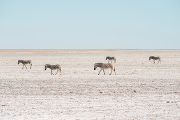 five zebras at Etosha