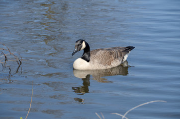 Canada Goose IV