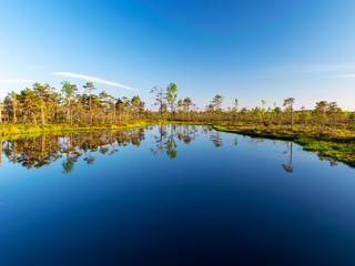 Fototapeta premium spring landscape in the swamp. small swamp lakes, moss and swamp pines, calm swamp water and beautiful glare