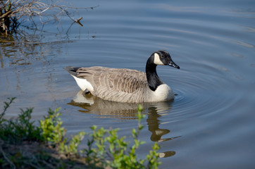 Canada Goose III