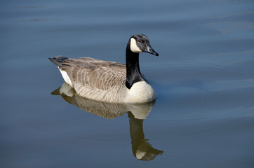 Canada Goose II