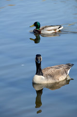 Duck and Goose