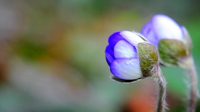 Close up, Liverwort Spring Flower