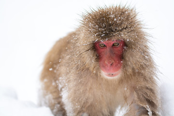 Japanese Snow Monkey