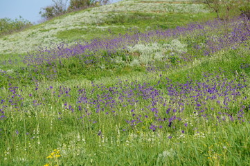 field of wild flowers