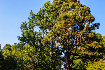 Trees of life and Blue Skys 