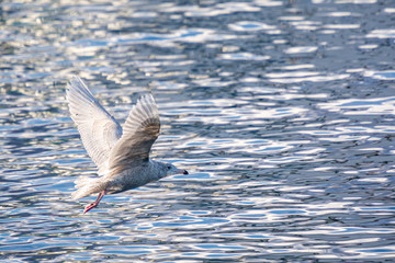 Seagulls in Rausu Hokkaido Japan