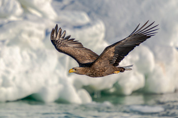 Sea Eagles in Rausu Hokkaido Japan