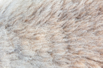 Sheepskin texture, natural wool sheep texture