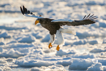 Sea Eagles in Rausu Hokkaido Japan