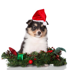adorable sheltie puppy posing in santa hat on white background