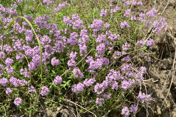 Summer among wild grasses blooms thyme