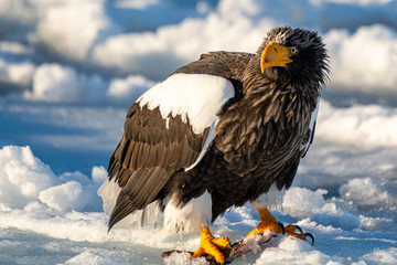 Sea Eagles in Rausu Hokkaido Japan