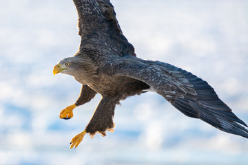 Sea Eagles in Rausu Hokkaido Japan